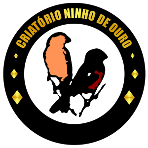Criatório Ninho de Ouro - Curió Praia Clássico - RJ